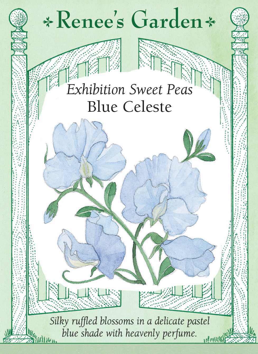 Visuel officiel de Renee's Garden associé aux semences de Pois de senteur ‘Blue Celeste’, référence RN5168. Les fleurs bleu pâle possèdent des pétales ondulés et un parfum marqué. Elles sont généralement groupées par quatre ou cinq sur une tige. Leur couleur douce convient aux bouquets pastel et aux supports fleuris du jardin.