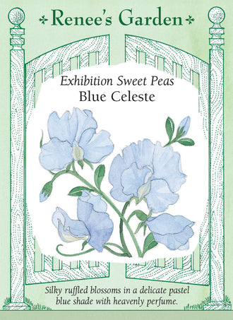 Visuel officiel de Renee's Garden associé aux semences de Pois de senteur ‘Blue Celeste’, référence RN5168. Les fleurs bleu pâle possèdent des pétales ondulés et un parfum marqué. Elles sont généralement groupées par quatre ou cinq sur une tige. Leur couleur douce convient aux bouquets pastel et aux supports fleuris du jardin.
