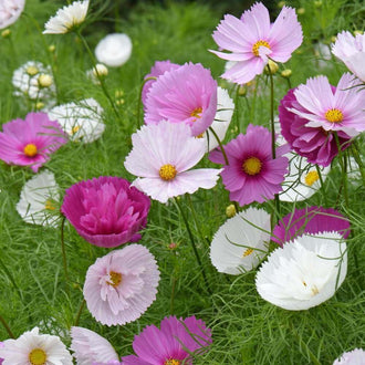 Des fleurs roses et blanches aux centres jaunes se répartissent sur de fines tiges vertes. Plusieurs corolles montrent de grands pétales réunis en coupes ondulées, et certaines présentent des bords plus frisés. Des boutons ronds montent entre les fleurs. Le feuillage fin se croise dans le fond, remplissant les espaces verts autour de cette présentation fleurie rapprochée.