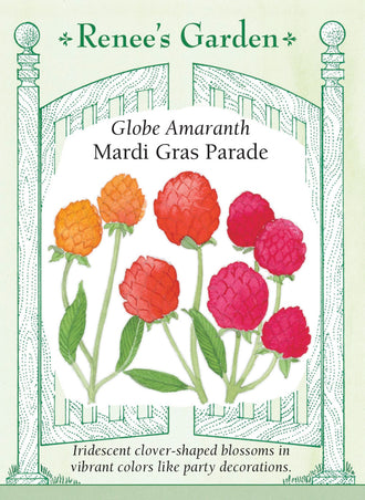 Visuel officiel de Renee's Garden associé aux semences de Gomphrénas en mélange Mardi Gras Parade, référence RN5180. Ce mélange produit des fleurs globuleuses rouges, abricot et carmin, sur des plants ramifiés de 30 à 45 cm (1 à 1,5 pi). Le semencier les propose pour la couleur estivale et les bouquets secs. Les petites têtes florales conservent une texture papyracée qui les distingue de fleurs à grands pétales souples.