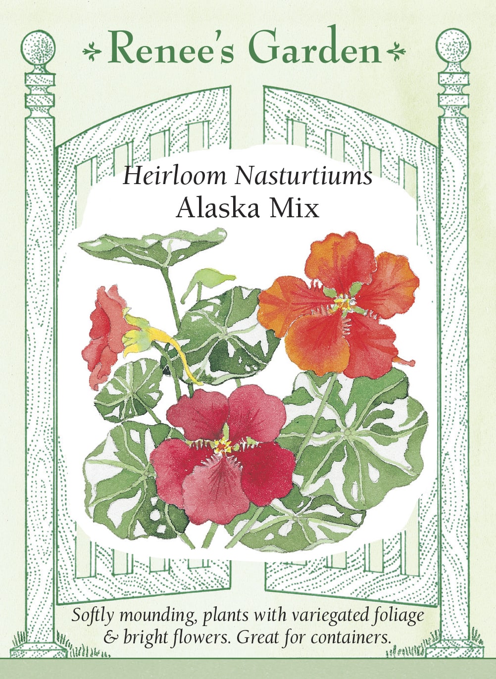 Visuel officiel de Renee's Garden associé aux semences de Capucines en mélange Alaska, référence RN5188. Ce mélange se distingue par des feuilles panachées de crème et de vert. Les fleurs présentent des tons dorés, orange, acajou et saumon. Le semencier décrit un port compact et arrondi. Les plants conviennent aux bordures, aux jardinières et aux contenants où le feuillage panaché reste bien visible.