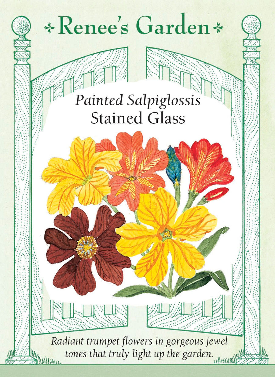 Visuel officiel de Renee's Garden associé aux semences de Salpiglossis en mélange Stained Glass, référence RN5190. Les fleurs en entonnoir présentent des couleurs chocolat, bleues, rouges, orangées, dorées et pourpres, souvent veinées ou bicolores. Les corolles atteignent environ 8 cm (3 po). Les plantes ramifiées dès la base mesurent environ 45 cm (18 po).