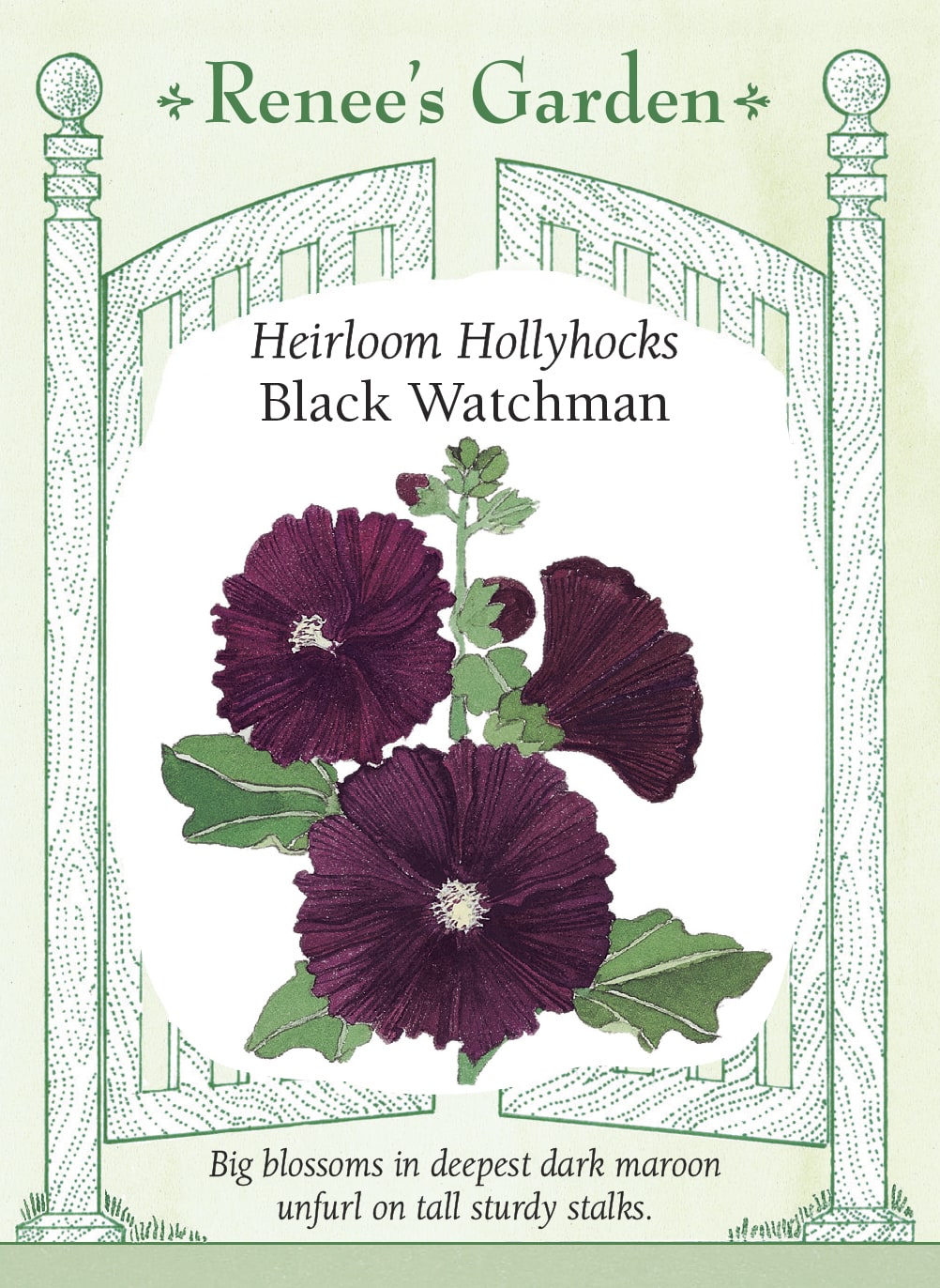 Visuel officiel de Renee's Garden associé aux semences de Rose trémière ‘Black Watchman’, référence RN5191. Cette rose trémière porte de grandes fleurs de 8 à 10 cm (3 à 4 po), dont le bordeaux très foncé paraît presque noir. Les hampes atteignent environ 1,5 à 2,1 m (5 à 7 pi). Le semencier souligne l’intérêt de cette couleur sombre pour mettre en valeur les fleurs voisines.