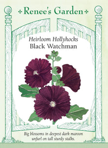 Visuel officiel de Renee's Garden associé aux semences de Rose trémière ‘Black Watchman’, référence RN5191. Cette rose trémière porte de grandes fleurs de 8 à 10 cm (3 à 4 po), dont le bordeaux très foncé paraît presque noir. Les hampes atteignent environ 1,5 à 2,1 m (5 à 7 pi). Le semencier souligne l’intérêt de cette couleur sombre pour mettre en valeur les fleurs voisines.