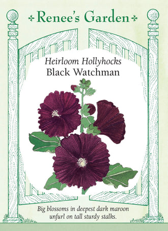 Visuel officiel de Renee's Garden associé aux semences de Rose trémière ‘Black Watchman’, référence RN5191. Cette rose trémière porte de grandes fleurs de 8 à 10 cm (3 à 4 po), dont le bordeaux très foncé paraît presque noir. Les hampes atteignent environ 1,5 à 2,1 m (5 à 7 pi). Le semencier souligne l’intérêt de cette couleur sombre pour mettre en valeur les fleurs voisines.