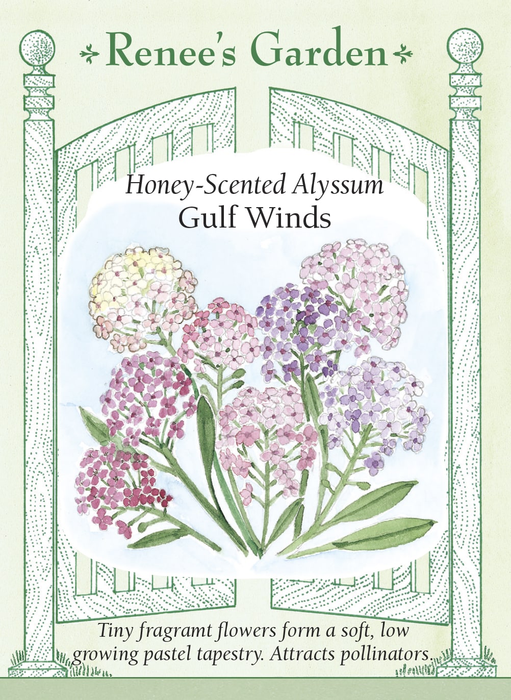 Visuel officiel de Renee's Garden associé aux semences d’alysses en mélange Gulf Winds, référence RN5195. Ce mélange associe des fleurs roses, lilas et blanches, sur des plants compacts d’environ 10 à 15 cm (4 à 6 po). Le semencier indique une floraison possible six à huit semaines après le semis dans de bonnes conditions. Les petits bouquets parfumés forment une couverture fine pour les bordures et les pots.