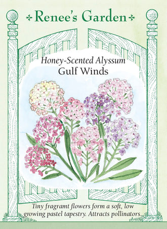 Visuel officiel de Renee's Garden associé aux semences d’alysses en mélange Gulf Winds, référence RN5195. Ce mélange associe des fleurs roses, lilas et blanches, sur des plants compacts d’environ 10 à 15 cm (4 à 6 po). Le semencier indique une floraison possible six à huit semaines après le semis dans de bonnes conditions. Les petits bouquets parfumés forment une couverture fine pour les bordures et les pots.