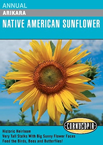 Visuel officiel de Cornucopia associé aux semences de Tournesol ‘Arikara’, référence CS304. Cette variété ancienne porte le nom de la nation Arikara. Les plantes hautes et vigoureuses produisent de grandes fleurs et des graines comestibles. Les fleurs accueillent les pollinisateurs et les capitules mûrs peuvent nourrir les oiseaux. Cette image accompagne la fiche de cette sélection et permet de repérer le produit correspondant dans le catalogue de semences.