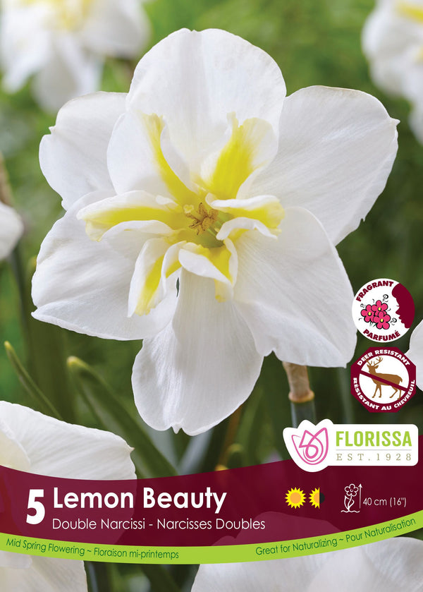 Narcisse Lemon Beauty