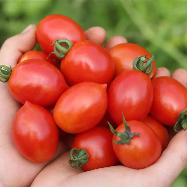 Semences Hortinova de Tomate de champs 'Dalida', produit destiné au potager et présenté pour identifier clairement le cultivar avant le semis. Vue 1 de l'emballage ou du produit, à utiliser comme repère visuel avec les conseils de culture, l'exposition, l'arrosage et la récolte indiqués dans la fiche française de Pépinière.ca.