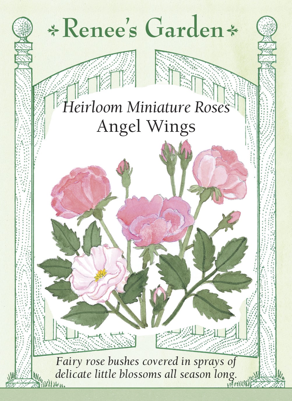 Visuel officiel de Renee's Garden associé aux semences de Rosiers miniatures en mélange Angel Wings, référence RN5200. Les fleurs miniatures présentent des tons de rose coquillage, de rose doux et de blanc. Les arbustes issus de semis atteignent environ 45 à 75 cm (18 à 30 po). Leur format convient à l’avant des massifs et aux contenants adaptés à leur développement.