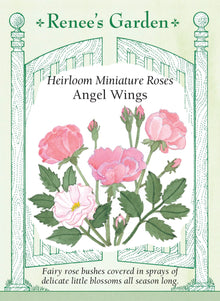 Visuel officiel de Renee's Garden associé aux semences de Rosiers miniatures en mélange Angel Wings, référence RN5200. Les fleurs miniatures présentent des tons de rose coquillage, de rose doux et de blanc. Les arbustes issus de semis atteignent environ 45 à 75 cm (18 à 30 po). Leur format convient à l’avant des massifs et aux contenants adaptés à leur développement.