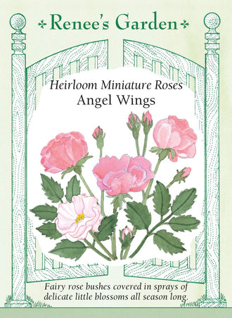 Visuel officiel de Renee's Garden associé aux semences de Rosiers miniatures en mélange Angel Wings, référence RN5200. Les fleurs miniatures présentent des tons de rose coquillage, de rose doux et de blanc. Les arbustes issus de semis atteignent environ 45 à 75 cm (18 à 30 po). Leur format convient à l’avant des massifs et aux contenants adaptés à leur développement.