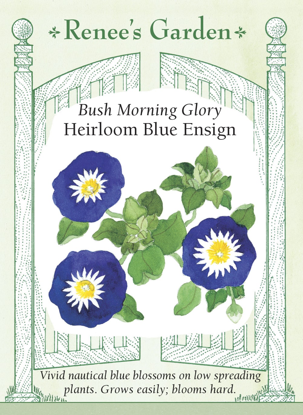 Visuel officiel de Renee's Garden associé aux semences de Belle-de-jour ‘Blue Ensign’, référence RN5205. Cette sélection de Convolvulus tricolor porte des fleurs bleues d’environ 5 cm (2 po), à gorge blanche et centre jaune. Le port est buissonnant et ne correspond pas à celui d’une grande ipomée grimpante. Le semencier la propose pour les massifs et les bordures ensoleillés.