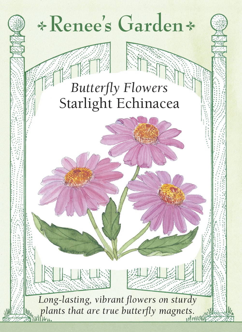 Visuel officiel de Renee's Garden associé aux semences d’échinacée ‘Starlight’, référence RN5220. Cette échinacée atteint environ 60 à 90 cm (2 à 3 pi). Les fleurs de 8 cm (3 po) présentent des pétales rose carmin, presque horizontaux, autour d’un cône orange brun. Le semencier souligne son intérêt estival au jardin. La sélection est présentée ici pour ses qualités ornementales.