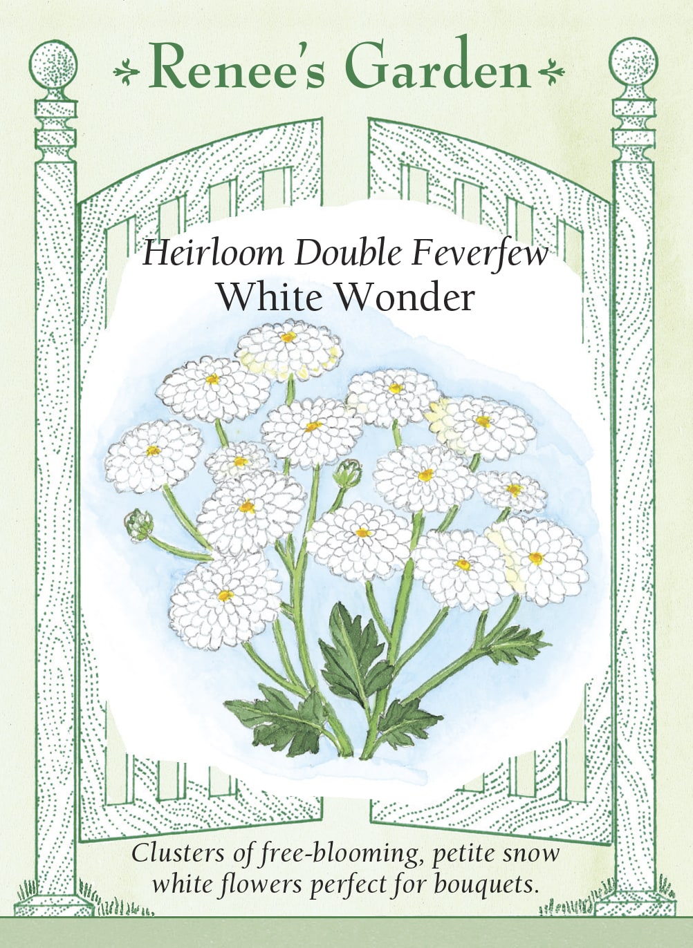 Visuel officiel de Renee's Garden associé aux semences de Grande camomille ‘White Wonder’, référence RN5230. Cette sélection forme des plants ramifiés d’environ 60 cm (2 pi), couverts de petites fleurs doubles blanches. Les fleurs mesurent autour de 13 mm (1/2 po). Le semencier les propose pour les bouquets, seules ou comme accompagnement d’autres fleurs. La plante est décrite ici pour son intérêt décoratif.