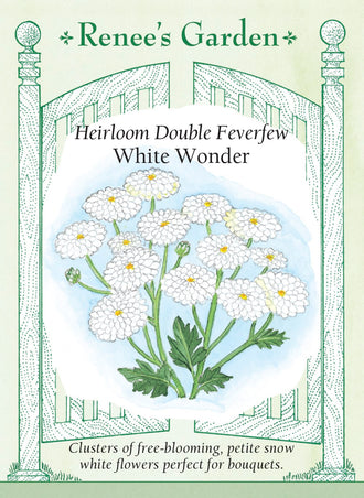 Visuel officiel de Renee's Garden associé aux semences de Grande camomille ‘White Wonder’, référence RN5230. Cette sélection forme des plants ramifiés d’environ 60 cm (2 pi), couverts de petites fleurs doubles blanches. Les fleurs mesurent autour de 13 mm (1/2 po). Le semencier les propose pour les bouquets, seules ou comme accompagnement d’autres fleurs. La plante est décrite ici pour son intérêt décoratif.