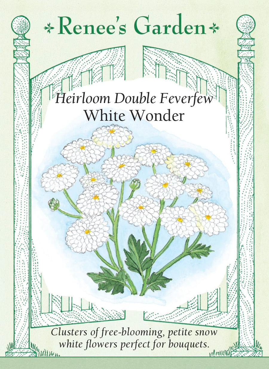 Visuel officiel de Renee's Garden associé aux semences de Grande camomille ‘White Wonder’, référence RN5230. Cette sélection forme des plants ramifiés d’environ 60 cm (2 pi), couverts de petites fleurs doubles blanches. Les fleurs mesurent autour de 13 mm (1/2 po). Le semencier les propose pour les bouquets, seules ou comme accompagnement d’autres fleurs. La plante est décrite ici pour son intérêt décoratif.