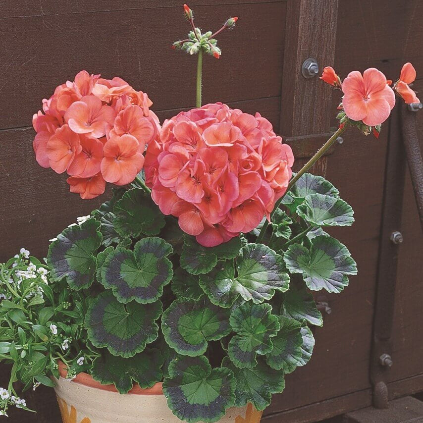 Geranium 'Maverick Coral'