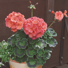 Geranium 'Maverick Coral'