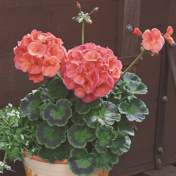 Géranium 'Maverick Corail'