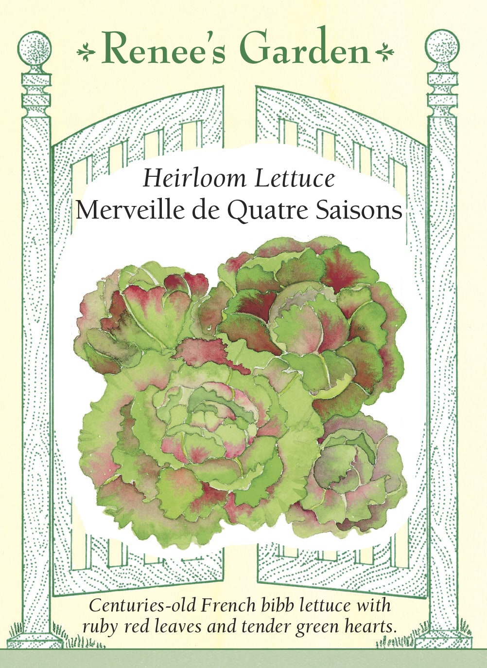 Visuel officiel de Renee's Garden pour les semences « Laitue ‘Merveille des Quatre Saisons’ », référence RN5282. Cette laitue pommée présente des feuilles externes rouge rubis autour d’un cœur vert, aux feuilles repliées et serrées. Le semencier décrit de grandes rosettes lourdes, au feuillage croquant et savoureux. La couleur apporte un contraste visible au jardin. Les feuilles permettent de préparer des salades qui combinent les teintes du cœur et de l’extérieur de la pomme.