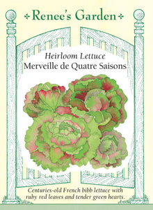 Visuel officiel de Renee's Garden pour les semences « Laitue ‘Merveille des Quatre Saisons’ », référence RN5282. Cette laitue pommée présente des feuilles externes rouge rubis autour d’un cœur vert, aux feuilles repliées et serrées. Le semencier décrit de grandes rosettes lourdes, au feuillage croquant et savoureux. La couleur apporte un contraste visible au jardin. Les feuilles permettent de préparer des salades qui combinent les teintes du cœur et de l’extérieur de la pomme.