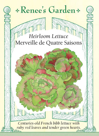 Visuel officiel de Renee's Garden pour les semences « Laitue ‘Merveille des Quatre Saisons’ », référence RN5282. Cette laitue pommée présente des feuilles externes rouge rubis autour d’un cœur vert, aux feuilles repliées et serrées. Le semencier décrit de grandes rosettes lourdes, au feuillage croquant et savoureux. La couleur apporte un contraste visible au jardin. Les feuilles permettent de préparer des salades qui combinent les teintes du cœur et de l’extérieur de la pomme.
