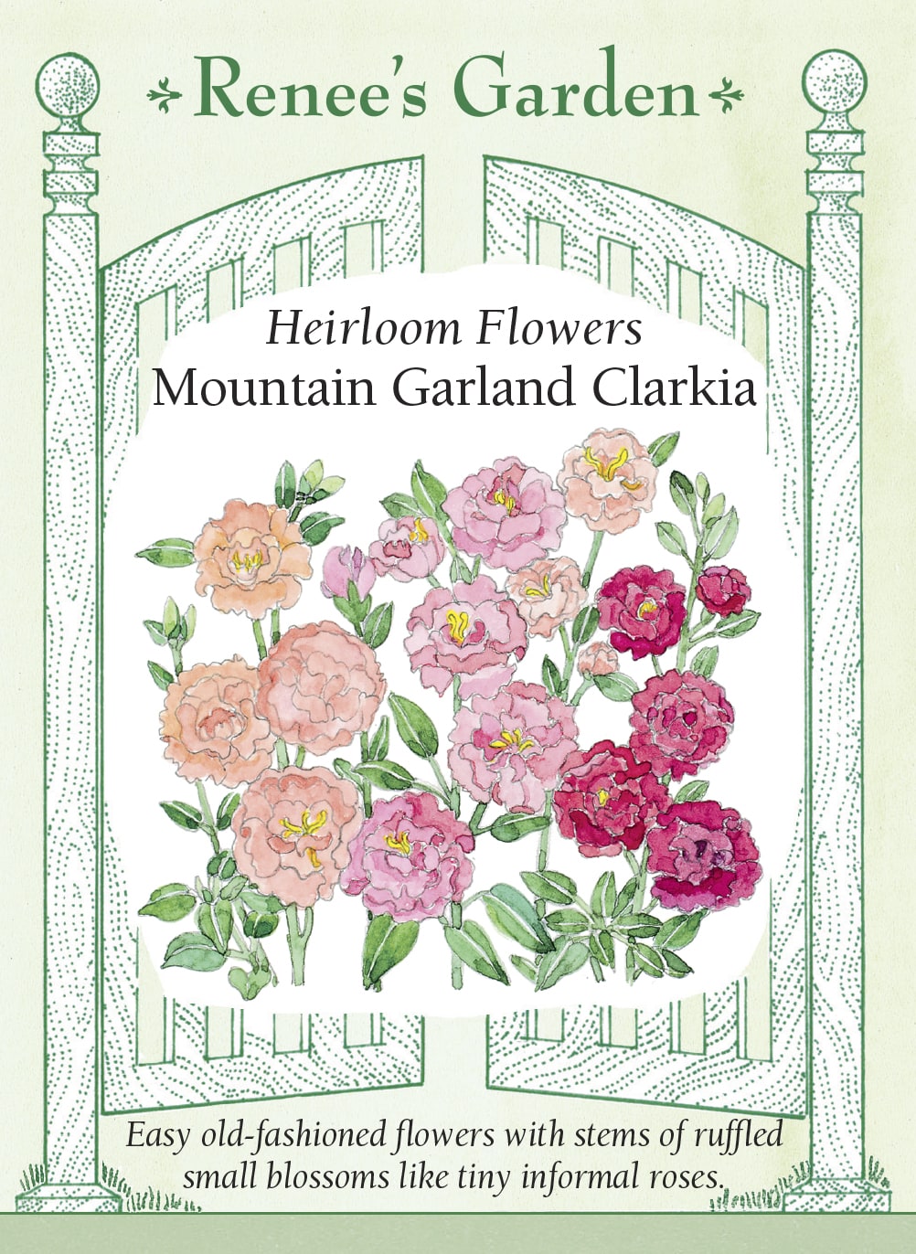 Visuel officiel de Renee's Garden associé aux semences de Clarkias en mélange Mountain Garland, référence RN5283. Ce mélange développe des tiges de 60 à 90 cm (2 à 3 pi), garnies de petites fleurs doubles ou froufroutantes. Les couleurs comprennent le corail, le saumon, le rose, le lilas et le blanc. Le semencier le propose pour les jardins champêtres et les bouquets souples.