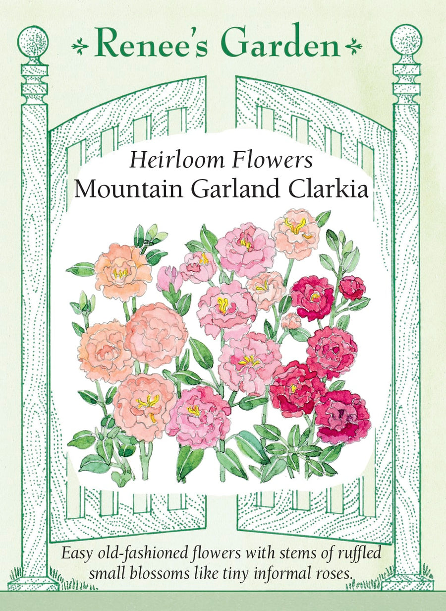Visuel officiel de Renee's Garden associé aux semences de Clarkias en mélange Mountain Garland, référence RN5283. Ce mélange développe des tiges de 60 à 90 cm (2 à 3 pi), garnies de petites fleurs doubles ou froufroutantes. Les couleurs comprennent le corail, le saumon, le rose, le lilas et le blanc. Le semencier le propose pour les jardins champêtres et les bouquets souples.