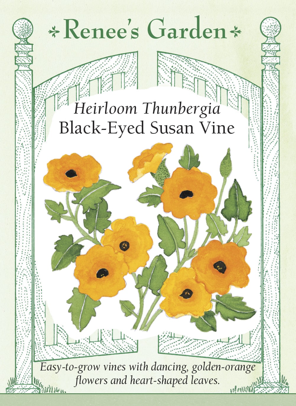 Visuel officiel de Renee's Garden associé aux semences de Suzanne aux yeux noirs, référence RN5287. Les fleurs orange et jaunes possèdent un centre foncé contrastant et mesurent environ 4 cm (1½ po). Les tiges grimpantes portent des feuilles en cœur. Elles peuvent garnir un petit treillis ou retomber d’un panier suspendu.