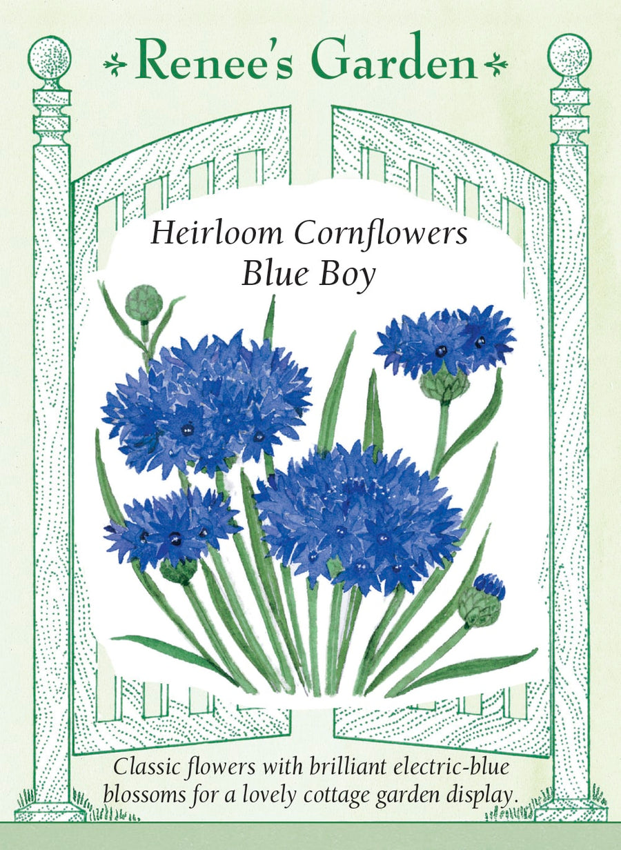 Visuel officiel de Renee's Garden associé aux semences de Centaurée ‘Blue Boy’, référence RN5288. Cette centaurée porte des fleurs bleu vif d’environ 4 cm (1,5 po), dont les pétales découpés rappellent une petite tête de chardon. Le semencier souligne son intérêt dans les jardins champêtres et les bouquets. Le bleu soutenu se détache parmi les feuillages et les autres fleurs printanières.