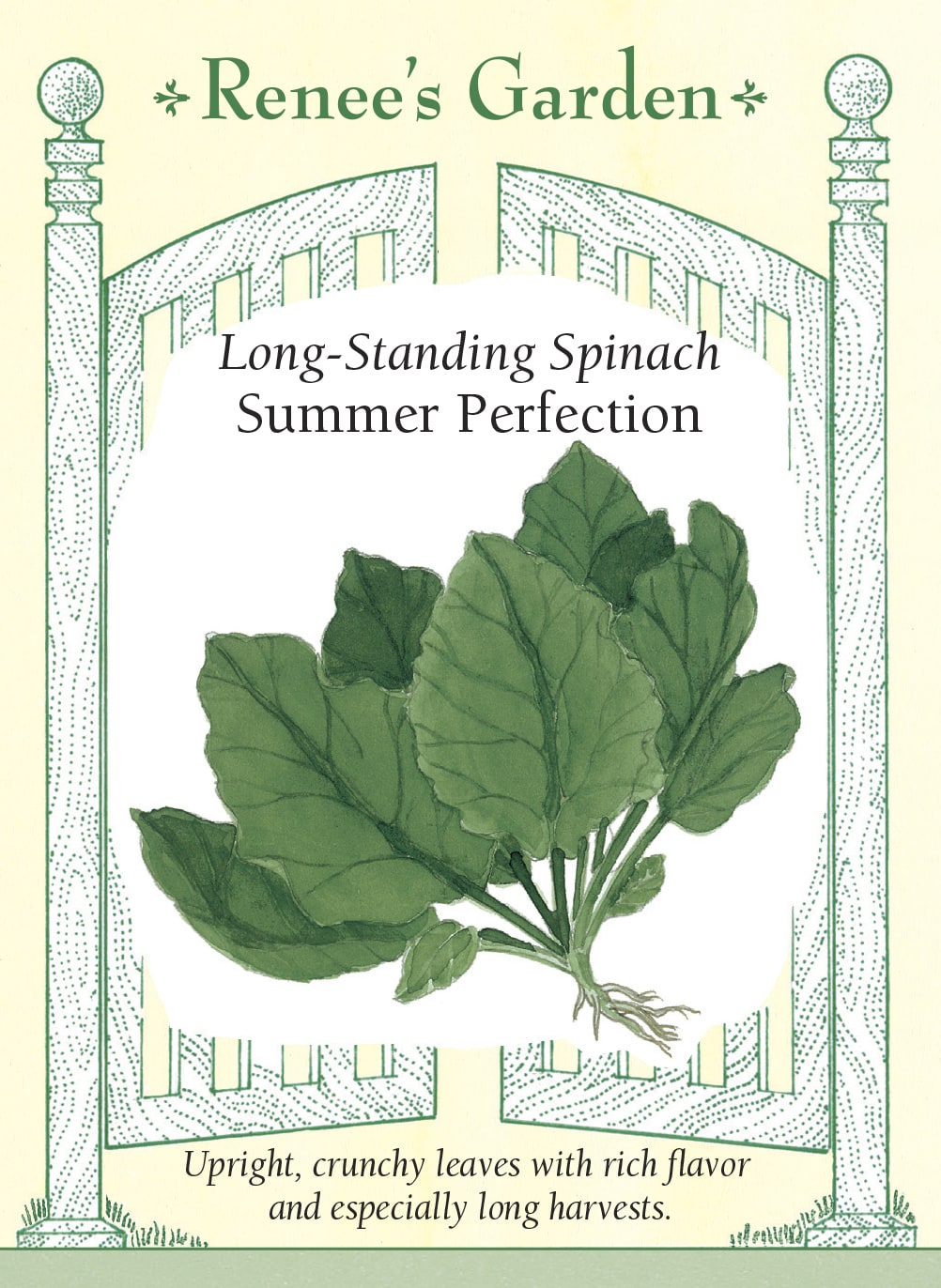 Visuel officiel de Renee's Garden pour les semences « Épinard ‘Summer Perfection’ », référence RN5292. Cette sélection néerlandaise porte des feuilles vert vif, dressées, charnues et croquantes. Le semencier souligne leur saveur douce et une bonne tenue au début de l’été. Les feuilles dressées facilitent la récolte. La variété est aussi proposée pour une culture automnale, sous réserve d’adapter le calendrier aux conditions locales.