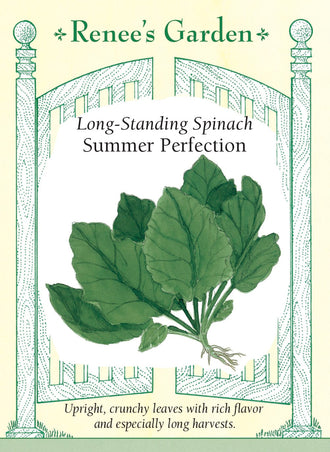 Visuel officiel de Renee's Garden pour les semences « Épinard ‘Summer Perfection’ », référence RN5292. Cette sélection néerlandaise porte des feuilles vert vif, dressées, charnues et croquantes. Le semencier souligne leur saveur douce et une bonne tenue au début de l’été. Les feuilles dressées facilitent la récolte. La variété est aussi proposée pour une culture automnale, sous réserve d’adapter le calendrier aux conditions locales.