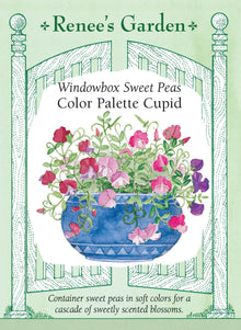Visuel officiel de Renee's Garden associé aux semences de Pois de senteur nains en mélange Color Palette Cupid, référence RN5293. Les plantes mesurent environ 20 à 25 cm (8 à 10 po) avant de retomber souplement. Le mélange comprend des fleurs rose et blanc, lavande, rose tendre et pourpre. Les fleurs parfumées conviennent aux jardinières et aux petits contenants extérieurs.
