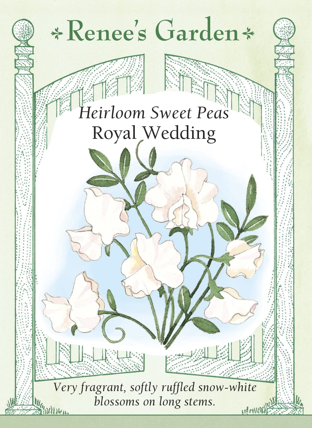 Visuel officiel de Renee's Garden associé aux semences de Pois de senteur ‘Royal Wedding’, référence RN5294. Les fleurs blanches aux pétales ondulés sont généralement groupées par quatre à six sur de longs pédoncules. Leur parfum accompagne les bouquets et les supports fleuris. La couleur blanche se marie aux fleurs pastel comme aux teintes plus soutenues.