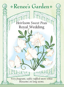 Visuel officiel de Renee's Garden associé aux semences de Pois de senteur ‘Royal Wedding’, référence RN5294. Les fleurs blanches aux pétales ondulés sont généralement groupées par quatre à six sur de longs pédoncules. Leur parfum accompagne les bouquets et les supports fleuris. La couleur blanche se marie aux fleurs pastel comme aux teintes plus soutenues.