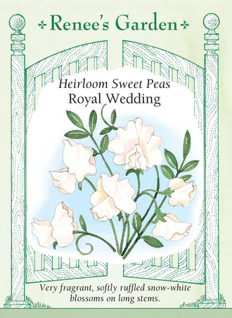 Visuel officiel de Renee's Garden associé aux semences de Pois de senteur ‘Royal Wedding’, référence RN5294. Les fleurs blanches aux pétales ondulés sont généralement groupées par quatre à six sur de longs pédoncules. Leur parfum accompagne les bouquets et les supports fleuris. La couleur blanche se marie aux fleurs pastel comme aux teintes plus soutenues.
