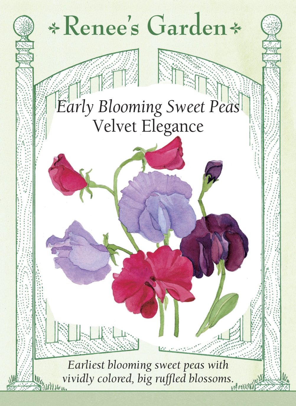 Visuel officiel de Renee's Garden associé aux semences de Pois de senteur en mélange Velvet Elegance, référence RN5295. Ce mélange précoce réunit trois couleurs soutenues : marron foncé, bleu violet et rouge cramoisi. Les grandes fleurs ondulées sont portées sur de longues tiges. Leur palette profonde apporte du contraste aux supports fleuris et aux bouquets.
