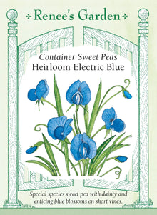 Visuel officiel de Renee's Garden associé aux semences de Gesse ‘Electric Blue’, référence RN5299. Les petites fleurs bleu vif, parfois marquées de rose dans la gorge, apparaissent parmi un feuillage fin et des vrilles. Cette gesse ornementale atteint environ 90 à 120 cm (3 à 4 pi). Elle peut garnir un petit treillis ou retomber d’un contenant.