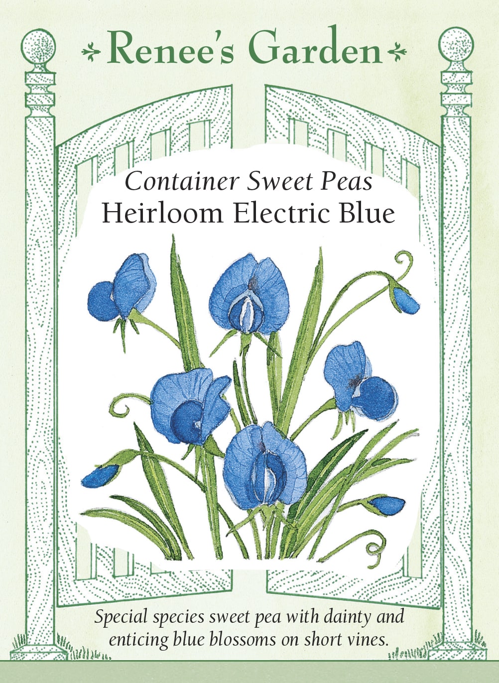 Visuel officiel de Renee's Garden associé aux semences de Gesse ‘Electric Blue’, référence RN5299. Les petites fleurs bleu vif, parfois marquées de rose dans la gorge, apparaissent parmi un feuillage fin et des vrilles. Cette gesse ornementale atteint environ 90 à 120 cm (3 à 4 pi). Elle peut garnir un petit treillis ou retomber d’un contenant.