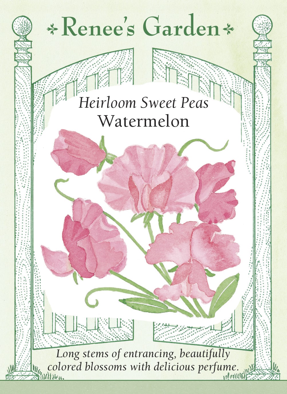 Visuel officiel de Renee's Garden associé aux semences de Pois de senteur ‘Watermelon’, référence RN5311. Cette variété ancienne de type Spencer produit des fleurs dont la teinte évoque le rose melon d’eau et la pêche rosée. Les fleurs légèrement parfumées sont portées sur de longs pédoncules. Les plantes vigoureuses possèdent un port grimpant.