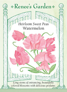 Visuel officiel de Renee's Garden associé aux semences de Pois de senteur ‘Watermelon’, référence RN5311. Cette variété ancienne de type Spencer produit des fleurs dont la teinte évoque le rose melon d’eau et la pêche rosée. Les fleurs légèrement parfumées sont portées sur de longs pédoncules. Les plantes vigoureuses possèdent un port grimpant.