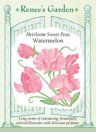 Visuel officiel de Renee's Garden associé aux semences de Pois de senteur ‘Watermelon’, référence RN5311. Cette variété ancienne de type Spencer produit des fleurs dont la teinte évoque le rose melon d’eau et la pêche rosée. Les fleurs légèrement parfumées sont portées sur de longs pédoncules. Les plantes vigoureuses possèdent un port grimpant.