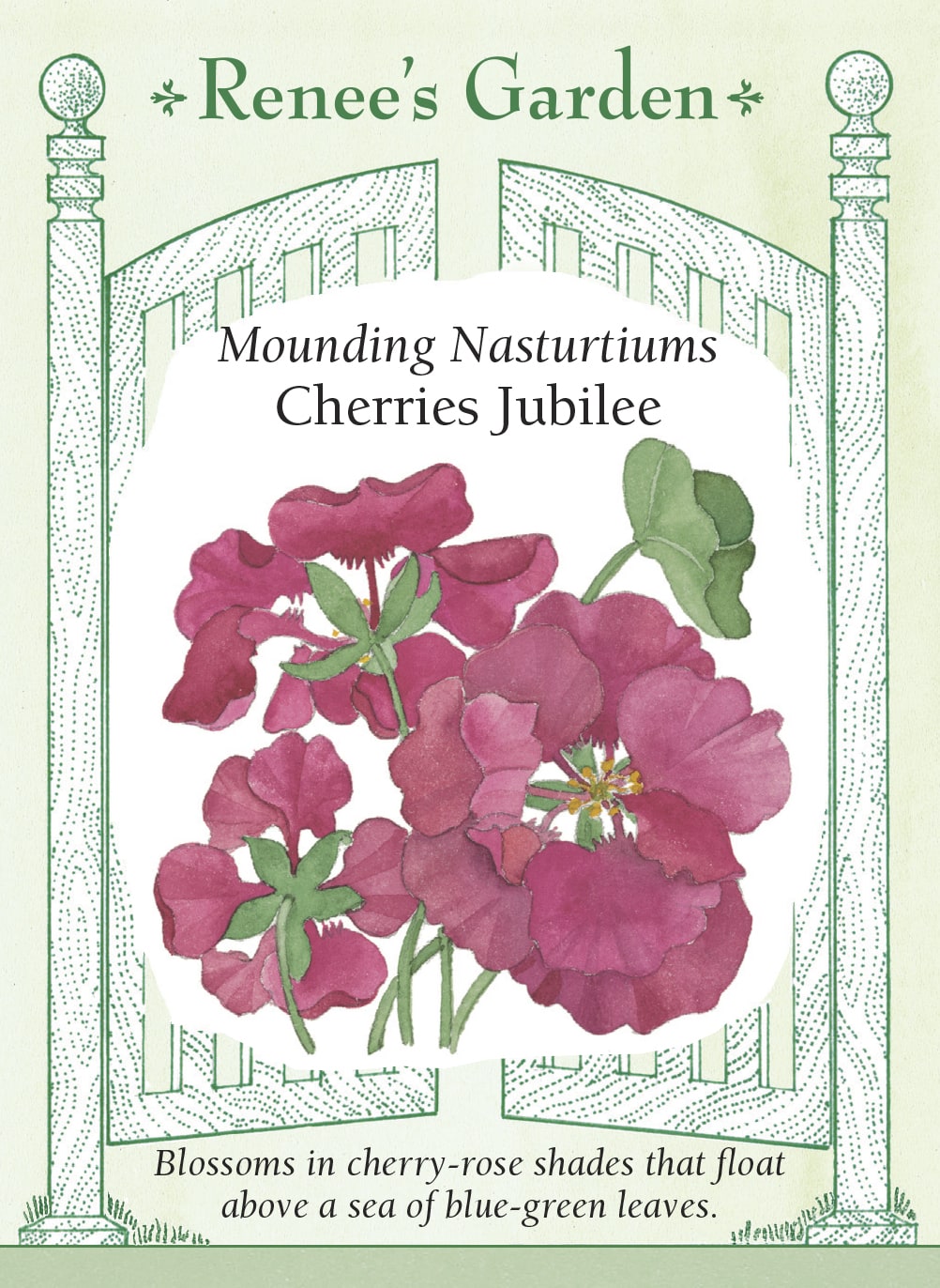 Visuel officiel de Renee's Garden associé aux semences de Capucine ‘Cherries Jubilee’, référence RN5319. Les fleurs passent du rose clair au rouge rosé, avec une coloration cerise caractéristique. Elles contrastent avec les feuilles arrondies bleu-vert. Le port en monticule convient aux bordures, aux pots et aux paniers suspendus, où les tiges peuvent retomber.