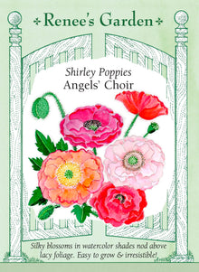 Visuel officiel de Renee's Garden associé aux semences de Coquelicots en mélange Angel’s Choir, référence RN5321. Ce mélange de coquelicots doubles associe des tons crème, abricot, pêche, corail, lavande et rose, ainsi que des fleurs bicolores ou bordées. Les pétales sont soyeux. Les tiges atteignent environ 90 cm (3 pi) au-dessus d’un feuillage gris-vert découpé.