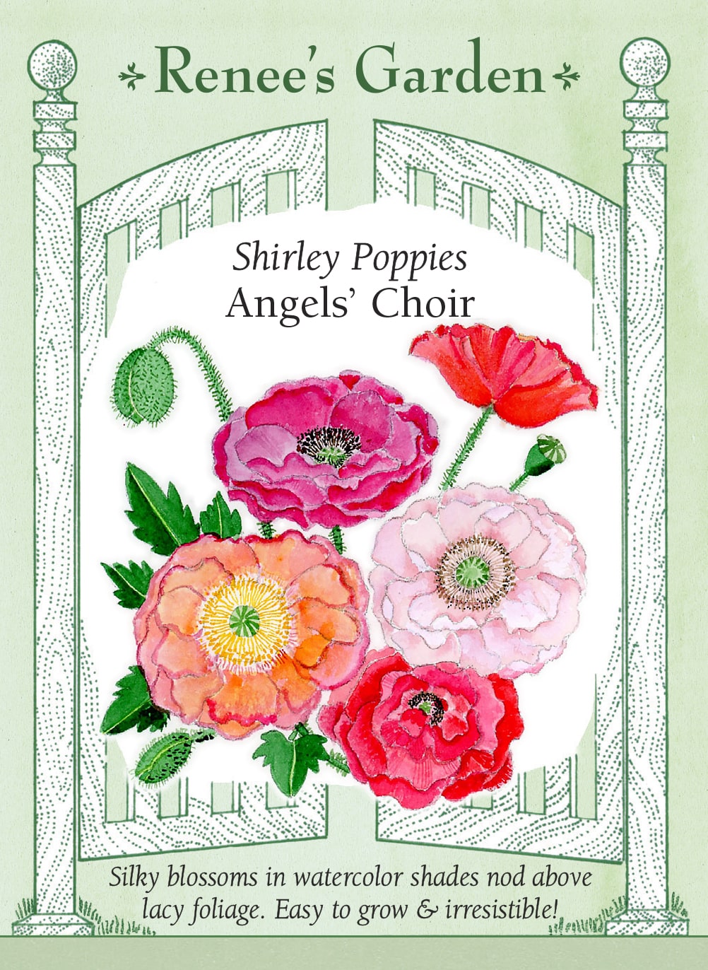 Visuel officiel de Renee's Garden associé aux semences de Coquelicots en mélange Angel’s Choir, référence RN5321. Ce mélange de coquelicots doubles associe des tons crème, abricot, pêche, corail, lavande et rose, ainsi que des fleurs bicolores ou bordées. Les pétales sont soyeux. Les tiges atteignent environ 90 cm (3 pi) au-dessus d’un feuillage gris-vert découpé.