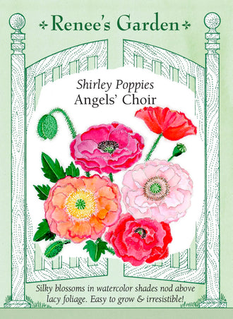 Visuel officiel de Renee's Garden associé aux semences de Coquelicots en mélange Angel’s Choir, référence RN5321. Ce mélange de coquelicots doubles associe des tons crème, abricot, pêche, corail, lavande et rose, ainsi que des fleurs bicolores ou bordées. Les pétales sont soyeux. Les tiges atteignent environ 90 cm (3 pi) au-dessus d’un feuillage gris-vert découpé.