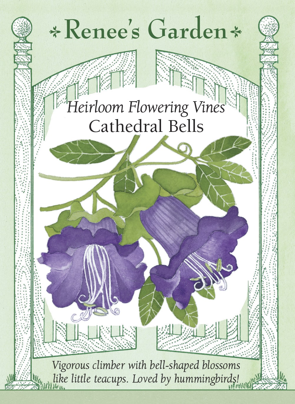 Visuel officiel de Renee's Garden associé aux semences de Cobée grimpante, référence RN5322. Cette cobée produit de grandes fleurs en cloche d’environ 5 cm (2 po), entourées d’un calice vert. Les fleurs passent du vert crème à des tons rose-violet. Le semencier décrit une plante grimpante vigoureuse dont la floraison débute durant l’été. Un support permet d’exposer les cloches et d’accompagner les tiges.
