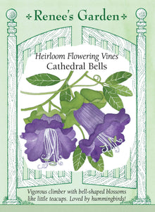 Visuel officiel de Renee's Garden associé aux semences de Cobée grimpante, référence RN5322. Cette cobée produit de grandes fleurs en cloche d’environ 5 cm (2 po), entourées d’un calice vert. Les fleurs passent du vert crème à des tons rose-violet. Le semencier décrit une plante grimpante vigoureuse dont la floraison débute durant l’été. Un support permet d’exposer les cloches et d’accompagner les tiges.